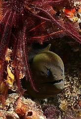 Raja Ampat 2016 - Gymnothorax javanicus - Giant moray - Murene Javanaise - IMG_4874_rc